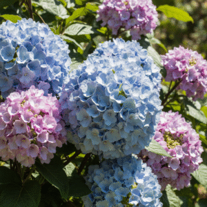 For your garden