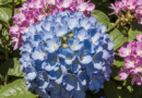 hydrangeas