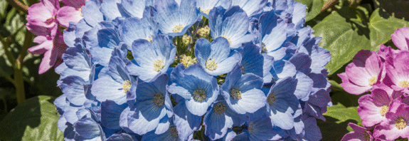 hydrangeas