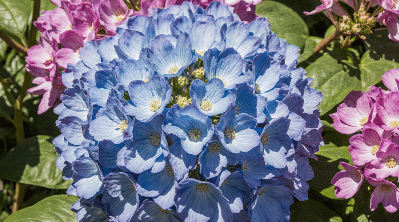 hydrangeas